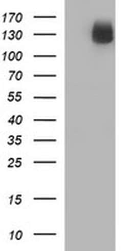 CD163 Monoclonal Antibody (OTI3C4), TrueMAB , OriGene:Antibodies:Primary