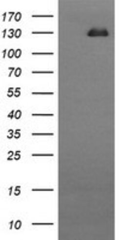 CD163 Mouse anti-Human, Clone: OTI2C1, lyophilized, TrueMAB 100 &mu;g;