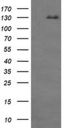 CD163 Mouse anti-Human, Clone: OTI1B4, liquid, TrueMAB 100 &mu;L; Unconjugated:Antibodies,