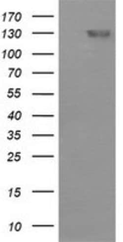 CD163 Mouse anti-Human, Clone: OTI3C1, lyophilized, TrueMAB 100 &mu;g;