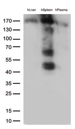 CD163 Monoclonal Antibody (OTI3C1), TrueMAB , OriGene 100 &mu;L; Unconjugated:Antibodies,