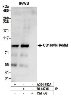 CD168/RHAMM Rabbit anti-Human, Polyclonal, Bethyl Laboratories 100 &mu;L;
