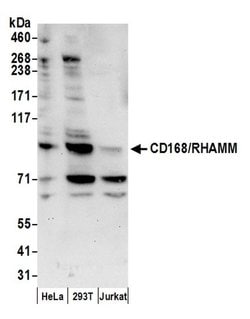 CD168/RHAMM Rabbit anti-Human, Polyclonal, Bethyl Laboratories 100 &mu;L;
