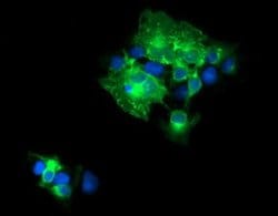 CD19 Mouse anti-Human, Clone: OTI3G7, TrueMAB , Origene 30 &mu;L; Unconjugated:Antibodies,