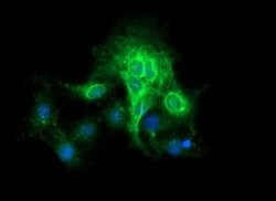 CD19 Mouse anti-Human, Clone: OTI2F6, TrueMAB , Origene 30 &mu;L; Unconjugated:Antibodies,