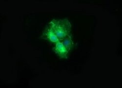 CD19 Monoclonal Antibody (OTI2G7), TrueMAB , OriGene 100 &mu;L; Unconjugated:Antibodies,