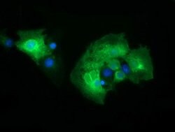 CD19 Mouse anti-Human, Clone: OTI2D3, lyophilized, TrueMAB 100 &mu;g; Unconjugated:Antibodies,