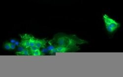 CD19 Monoclonal Antibody (OTI1F9), TrueMAB , OriGene 100 &mu;L; Unconjugated:Antibodies,