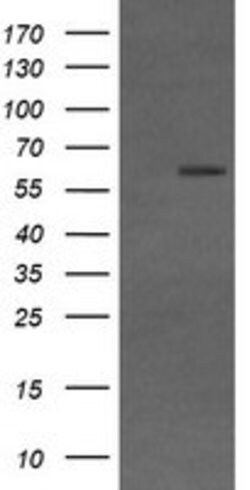 CD19 Mouse anti-Human, Clone: OTI2D3, lyophilized, TrueMAB 100 &mu;g; Unconjugated:Antibodies,