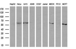 CD19 Monoclonal Antibody (OTI1F9), TrueMAB , OriGene 100 &mu;L; Unconjugated:Antibodies,