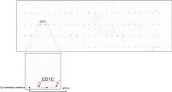 CD1C Mouse anti-Human, Clone: UMAB46, liquid, UltraMAB 100 &mu;L; Unconjugated:Antibodies,