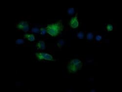 CD1C Monoclonal Antibody (OTI1H9), TrueMAB , OriGene 30 &mu;L; Unconjugated:Antibodies,