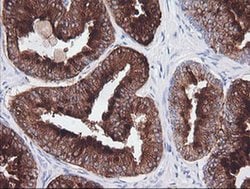 CD1C Monoclonal Antibody (OTI1H9), TrueMAB , OriGene 30 &mu;L; Unconjugated:Antibodies,