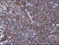 CD1C Monoclonal Antibody (OTI1H9), TrueMAB , OriGene 30 &mu;L; Unconjugated:Antibodies,