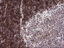 CD1C Monoclonal Antibody (OTI1F4), TrueMAB , OriGene 30 &mu;L; Unconjugated:Antibodies,