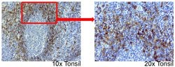 CD1C Mouse anti-Human, Clone: UMAB46, liquid, UltraMAB 100 &mu;L; Unconjugated:Antibodies,