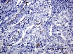 CD1C Mouse anti-Human, Clone: UMAB46, liquid, UltraMAB 100 &mu;L; Unconjugated:Antibodies,