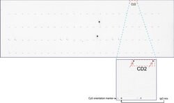 CD2 Mouse anti-Human, Clone: UMAB86, liquid, UltraMAB 30 &mu;L; Unconjugated:Antibodies,