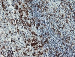 CD2 Mouse anti-Human, Clone: OTI9D1, lyophilized, TrueMAB 100 &mu;g; Unconjugated:Antibodies,