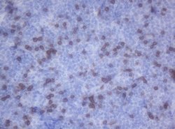 CD2 Mouse anti-Canine, Human, Mouse, Rat, Clone: OTI1C5, liquid, TrueMAB