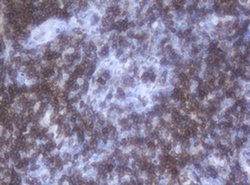 CD2 Mouse anti-Canine, Human, Mouse, Rat, Clone: OTI1C5, liquid, TrueMAB