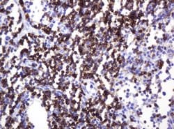 CD2 Monoclonal Antibody (OTI3E11), TrueMAB , OriGene 30 &mu;L; Unconjugated:Antibodies,