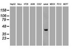 CD2 Mouse anti-Human, Clone: OTI9D1, lyophilized, TrueMAB 100 &mu;g; Unconjugated:Antibodies,