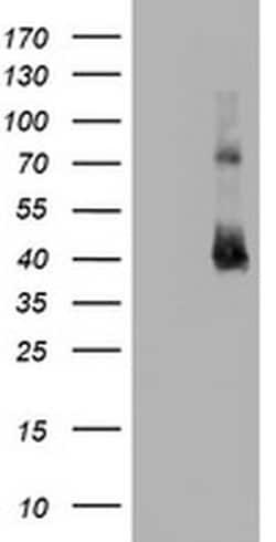 CD2 Mouse anti-Canine, Human, Mouse, Rat, Clone: OTI1C5, liquid, TrueMAB