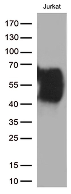 CD2 Mouse anti-Canine, Human, Mouse, Rat, Clone: OTI1C5, liquid, TrueMAB