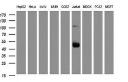 CD2 Monoclonal Antibody (OTI3E11), TrueMAB , OriGene 30 &mu;L; Unconjugated:Antibodies,