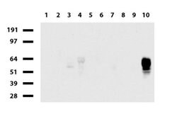 CD2 Mouse anti-Human, Clone: UMAB86, liquid, UltraMAB 30 &mu;L; Unconjugated:Antibodies,
