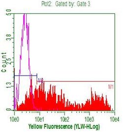 CD20 (MS4A1) Mouse anti-Human, Clone: 743Y4, liquid, TrueMAB 100 &mu;L;