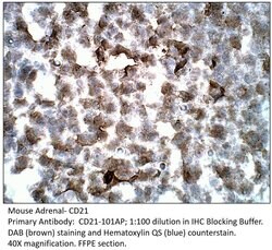 CD21 Rabbit anti-Human, Mouse, Rat, Polyclonal, FabGennix 200 &mu;L; Unconjugated:Antibodies,