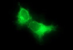 CD22 Mouse anti-Canine, Human, Mouse, Rat, Clone: OTI1F12, lyophilized,