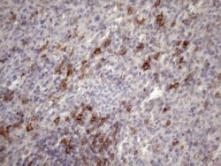 CD22 Mouse anti-Human, Clone: OTI1E6, lyophilized, TrueMAB 100 &mu;g; Unconjugated:Antibodies,