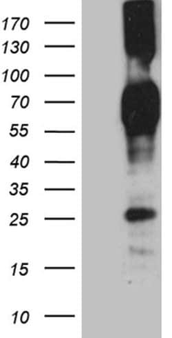 CD244 Monoclonal Antibody (OTI1B12), TrueMAB , OriGene 100 &mu;L; Unconjugated:Antibodies,
