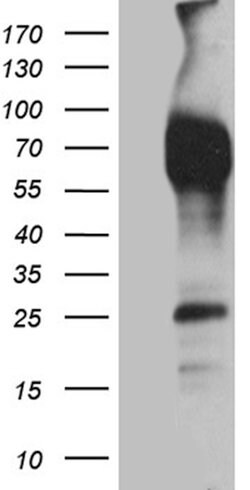 CD244 Monoclonal Antibody (OTI1C11), TrueMAB , OriGene:Antibodies:Primary