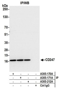 CD247/CD3Z Rabbit anti-Human, Polyclonal, Bethyl Laboratories 10 &mu;l;