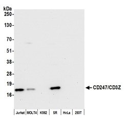 CD247/CD3Z Recombinant Rabbit Monoclonal Antibody (BL-336-1B2), Bethyl