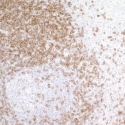 CD247/CD3Z Recombinant Rabbit Monoclonal Antibody (BL-336-1B2), Bethyl