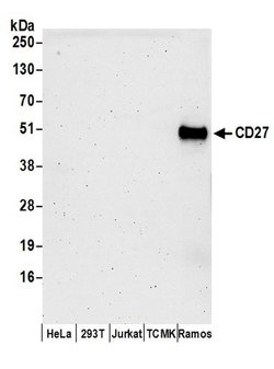 CD27 Rabbit anti-Human, Polyclonal, Bethyl Laboratories 100 &mu;L; Unconjugated:Antibodies,