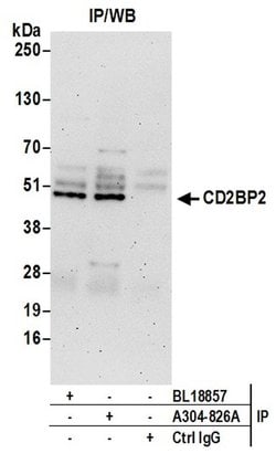 CD2BP2 Rabbit anti-Human, Polyclonal, Bethyl Laboratories 10 &mu;L; Unconjugated:Antibodies,