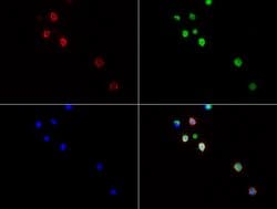 CD3 Mouse anti-Human, Clone: UMAB54, liquid, UltraMAB 100 &mu;L; Unconjugated:Antibodies,