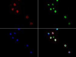 CD3 Mouse anti-Human, Clone: UMAB54, lyophilized, UltraMAB 100 &mu;g; Unconjugated:Antibodies,