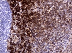 CD3 Mouse anti-Human, Clone: UMAB54, liquid, UltraMAB 100 &mu;L; Unconjugated:Antibodies,