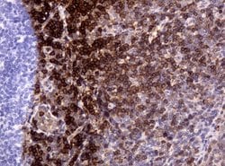 CD3 Mouse anti-Human, Clone: UMAB54, lyophilized, UltraMAB 100 &mu;g; Unconjugated:Antibodies,
