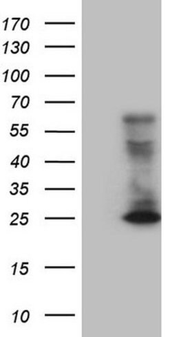 CD3 Monoclonal Antibody (UCHT1), TrueMAB , OriGene 100 &mu;L; Unconjugated:Antibodies,
