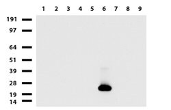 CD3 Mouse anti-Human, Clone: UMAB54, lyophilized, UltraMAB 100 &mu;g; Unconjugated:Antibodies,