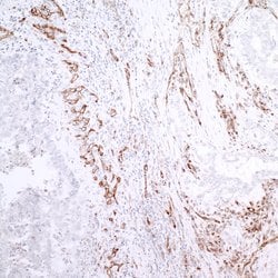CD31 Polyclonal Antibody, Bethyl Laboratories 100 &mu;L; Unconjugated:Antibodies,