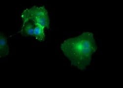 CD33 Monoclonal Antibody (OTI1B10), TrueMAB , OriGene 100 &mu;L; Unconjugated:Antibodies,